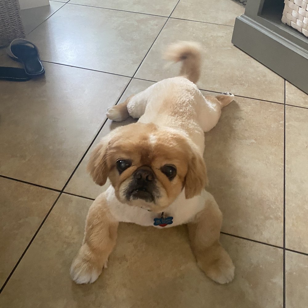 Bow Wow - Pet Sitting Near Me - Coral Springs, Florida