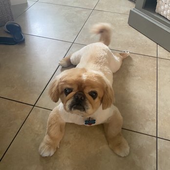 Bow Wow - Pet Sitting Near Me - Coral Springs, Florida