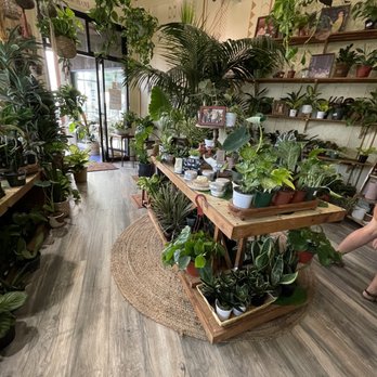 Pamana Plantas - Nurseries & Gardening Near Me - Berkeley, California Pamana Plantas - Nurseries & Gardening Near Me - Berkeley, California