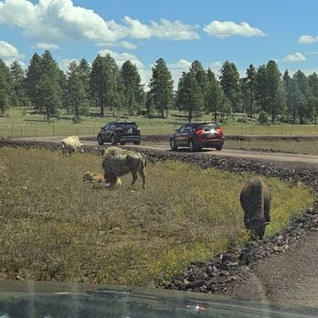 Bearizona - More bisons - Zoos Near Me - Williams, Arizona Bearizona - More bisons - Zoos Near Me - Williams, Arizona
