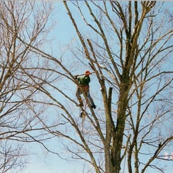 Abair Tree Service - expert climbers at Abair Tree Service