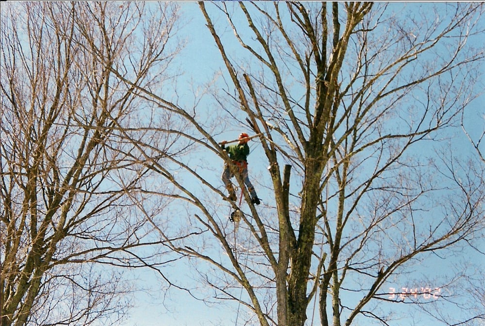 Abair Tree Service - tree service in Weare, NH