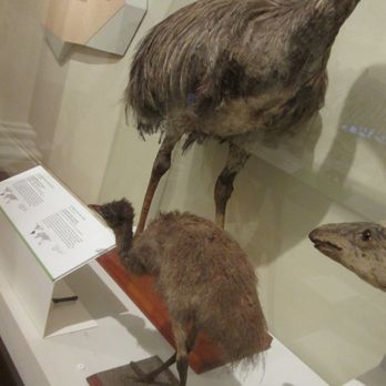 Australian Museum - Museums Near Me - Sydney, NSW Australian Museum - Museums Near Me - Sydney, NSW