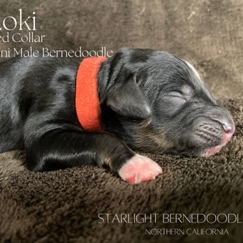 Starlight Bernedoodles - Ready to go home early August 2023! - Pet Breeders Near Me