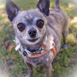 Kahoots Pet Store - Blue on adoption day May 2022