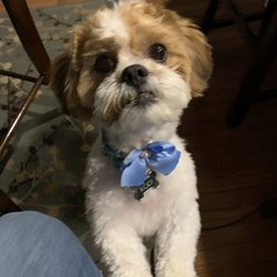 Star Dog Salon - Kodi
