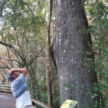 Audubon's Corkscrew Swamp Sanctuary - Hiking Near Me - Naples, Florida Audubon's Corkscrew Swamp Sanctuary - Hiking Near Me - Naples, Florida