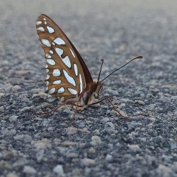 Frazier Pest Control - Painted Lady - Pest Control Near Me - Cathedral City, California Frazier Pest Control - Painted Lady - Pest Control Near Me - Cathedral City, California