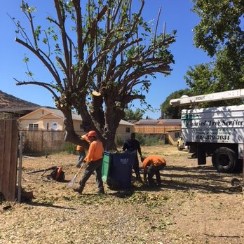 Charles Tree Service - Cleaning up and the tree is doing great! - Tree Services Near Me - Lemon Grove, California