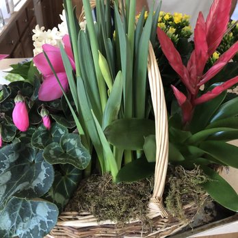 The Growth - The arrangement itself had to be placed on a cookie sheet to contain the excessive spillage of potting soil due to no liner being used. - Florists Near Me - Enfield, Connecticut The Growth - The arrangement itself had to be placed on a cookie sheet to contain the excessive spillage of potting soil due to no liner being used. - Florists Near Me - Enfield, Connecticut
