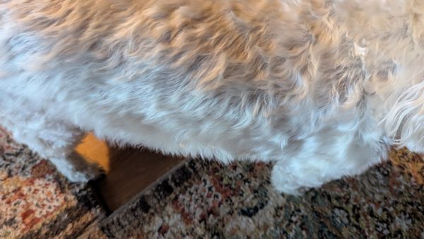 Noni's Pet Boutique & Grooming by null