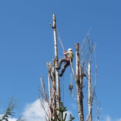 Tree Expert NW, LLC