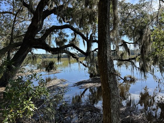 Wormsloe Historic Site by null