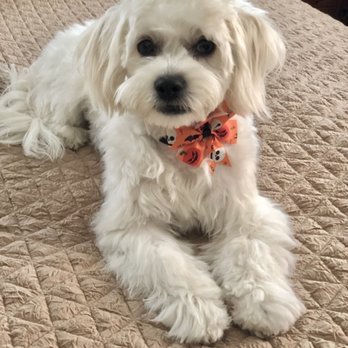 Zoom 2 Groom - So beautiful!!!! - Pet Groomers Near Me - Montrose, California
