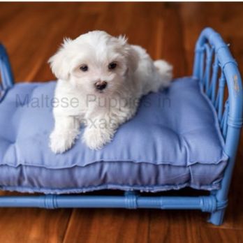 Maltese Puppies in Texas - Pet Breeders Near Me Maltese Puppies in Texas - Pet Breeders Near Me