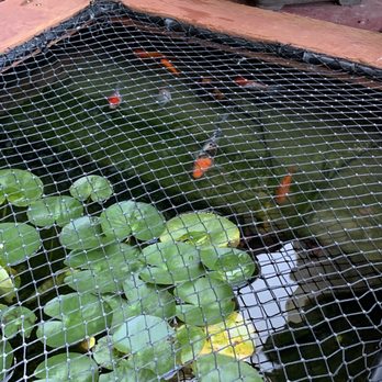Deephouse Landscaping - Keeping your fish safe. - Landscaping Near Me - Los Angeles, California Deephouse Landscaping - Keeping your fish safe. - Landscaping Near Me - Los Angeles, California