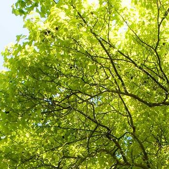 Aerial Bucket Service - Tree Services Near Me - Traverse City, Michigan Aerial Bucket Service - Tree Services Near Me - Traverse City, Michigan