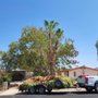 Yuma Master Tree Services