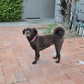 Furry People Pet Sitting - Pet Sitting Near Me