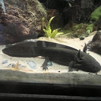Fort Worth Zoo - Zoos Near Me - Fort Worth, Texas