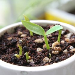Green Foods Market - We do have a quaint garden. Plants and sprouting kits available
