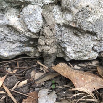 Diamondback Service Management - Subterranean termite mud tube entering a home - Pest Control Near Me Diamondback Service Management - Subterranean termite mud tube entering a home - Pest Control Near Me