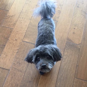 Barkley's Pet Spa - Our Havanese freshly groomed! - Pet Groomers Near Me - San Diego, California