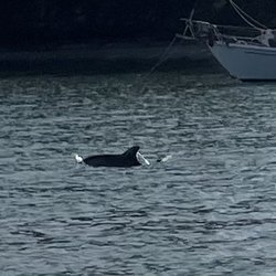Indian River Lagoon Wildlife Tours - Dolphin