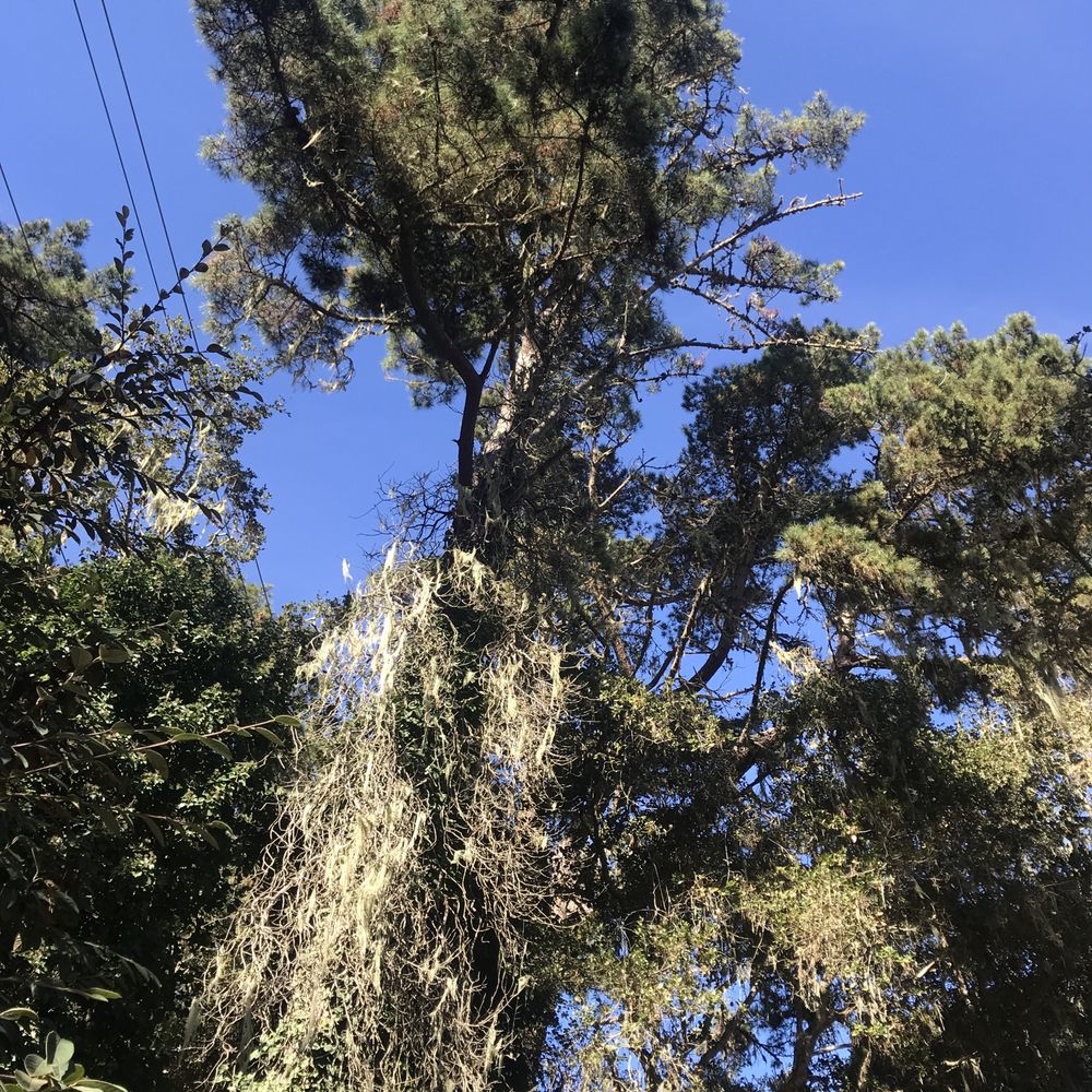 Mountain Valley Tree Service - 75' pine before - Tree Services Near Me