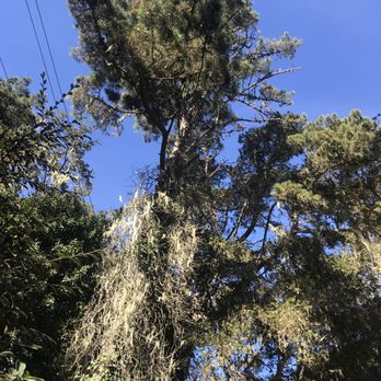 Mountain Valley Tree Service - 75' pine before - Tree Services Near Me Mountain Valley Tree Service - 75' pine before - Tree Services Near Me