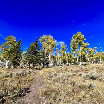 Pando Aspen Tree - Trail that runs through part of Pando - Landmarks & Historical Buildings Near Me - Richfield, Utah Pando Aspen Tree - Trail that runs through part of Pando - Landmarks & Historical Buildings Near Me - Richfield, Utah