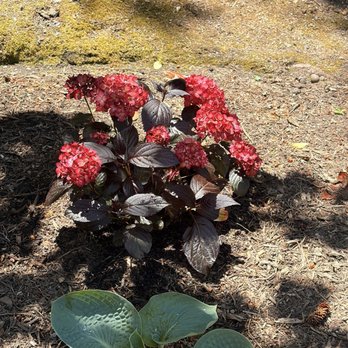 Humboldt Botanical Garden - Community Service/Non-Profit Near Me - Eureka, California Humboldt Botanical Garden - Community Service/Non-Profit Near Me - Eureka, California