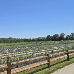 U-Pick Fields