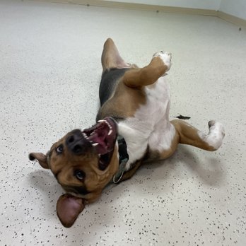 Bark Tutor - he loves the staff - Pet Training Near Me - Indianapolis, Indiana Bark Tutor - he loves the staff - Pet Training Near Me - Indianapolis, Indiana