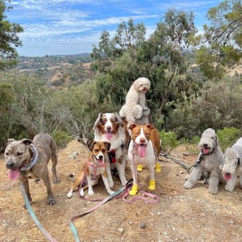 DoggieTales LA - Dog Walkers Near Me DoggieTales LA - Dog Walkers Near Me