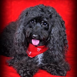 Dalespets - This is Chipper after he was groomed. He was ready for his photo shoot!