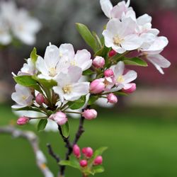 University of Minnesota Landscape Arboretum