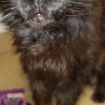 Bentley's Pet Stuff - Mr. Valentino enjoying his favorite tiki cat food - Pet Stores Near Me - Chicago, Illinois
