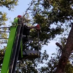 Custom Tree Surgeons