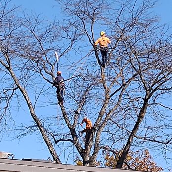 Simo Brothers - Tree Services Near Me - Lake Bluff, Illinois Simo Brothers - Tree Services Near Me - Lake Bluff, Illinois