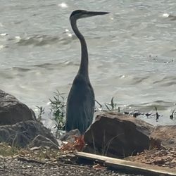 Lake Dardanelle State Park - Great Blue Heron fishing at the water's edge.