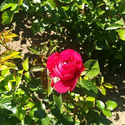 Rosengarten