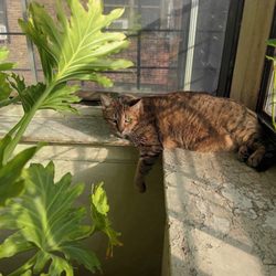 Cat Servants - This is my Kitty in the loving hands of Cat Servants!