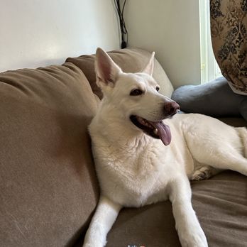 Dar's Pet Sitting Service - One of my clients - Pet Sitting Near Me