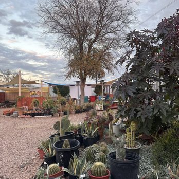 Sedum & Such - Outdoor area - Nurseries & Gardening Near Me - San Antonio, Texas