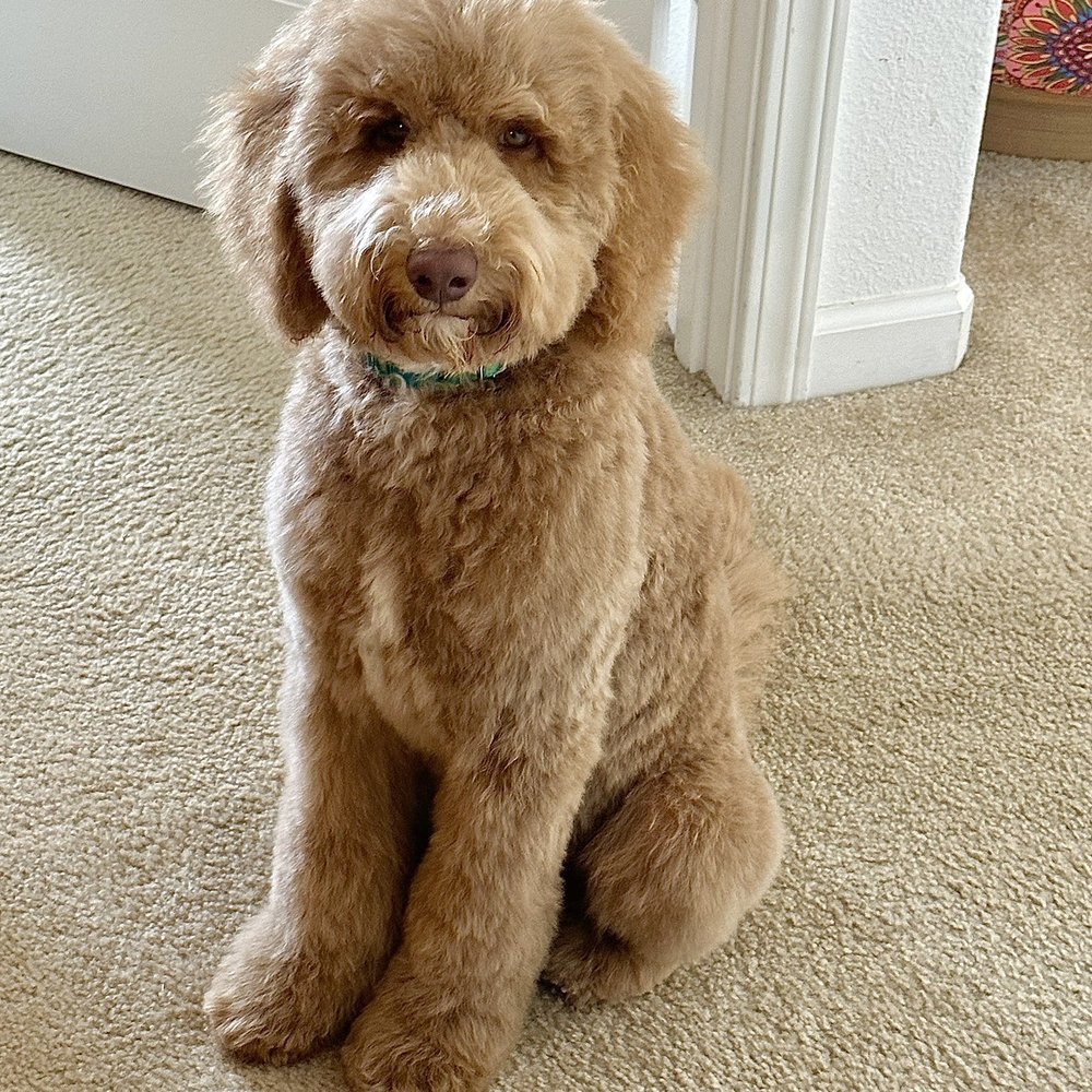 Fozzie Bear Fozzie Bear