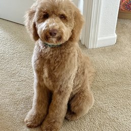 Fozzie Bear