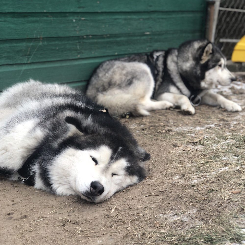 Silent Run Adventures - Pet Services Near Me - Monticello, Minnesota Silent Run Adventures - Pet Services Near Me - Monticello, Minnesota