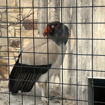 Tracy Aviary - Birb - Zoos Near Me - Salt Lake City, Utah Tracy Aviary - Birb - Zoos Near Me - Salt Lake City, Utah