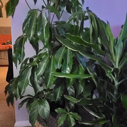 Pike Nurseries - Money tree